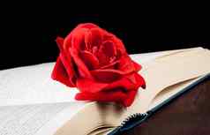 细节红色的玫瑰开放书空间文本