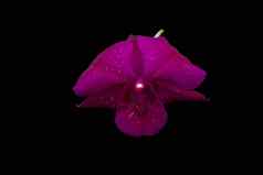 紫罗兰色的兰花黑色的背景