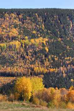 色彩斑斓的树英国哥伦比亚秋天