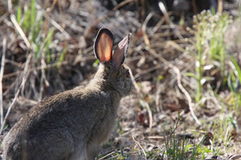 棉尾兔兔子北部曼尼托巴
