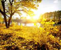 黄色的叶子河