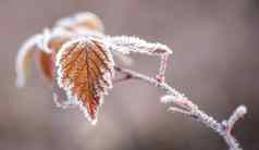 冰覆盖叶子冬天的未来