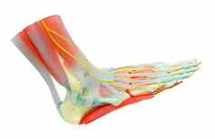 人类脚肌肉解剖学模型研究医学