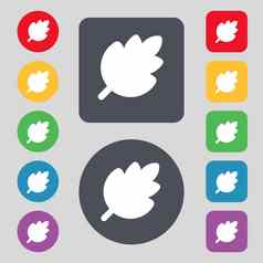 叶新鲜的自然产品图标标志集彩色的按钮平设计