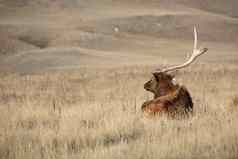 牛麋鹿大鹿角风景优美的萨斯喀彻温省