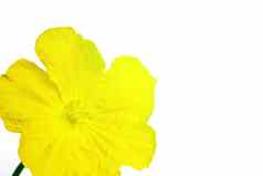 黄色的花孤立的白色背景