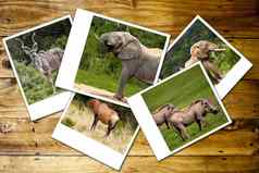 拼贴画照片非洲野生动物