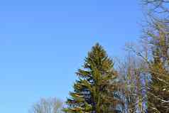 树蓝色的天空