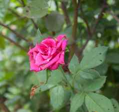 粉红色的盛开的玫瑰美丽的绿色回来地面