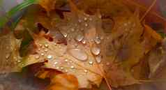 滴雨水下降秋天枫木叶子