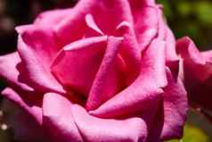 天鹅绒粉红色的情人节玫瑰