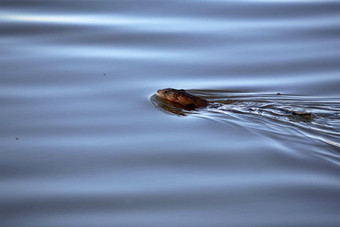 麝鼠游泳路边池塘萨斯喀彻温省