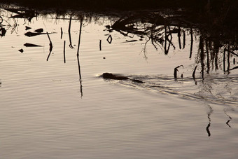 麝鼠游泳路边池塘萨斯喀彻温省