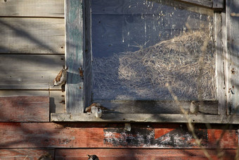 房子麻雀栖息通过框架萨斯喀彻温省