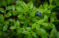 蓝莓森林浆果
