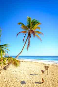 风景优美的视图夏天海滩景观棕榈树