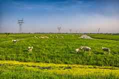 群羊美丽的山草地荷兰荷兰