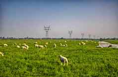 群羊美丽的山草地荷兰荷兰