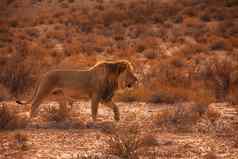 喀拉哈里沙漠狮子
