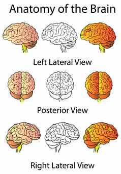 医疗解剖学大脑插图人类解剖学