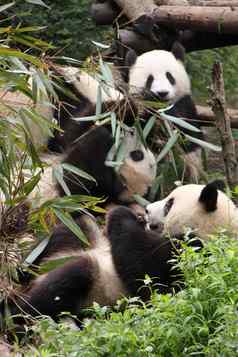 熊猫吃
