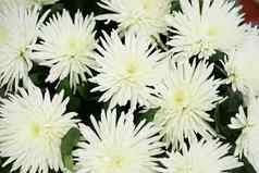 美丽的白色菊花