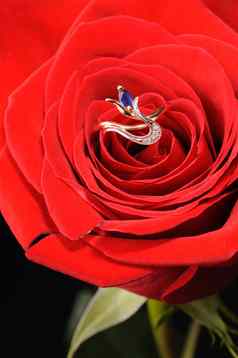 环蓝宝石红色的玫瑰