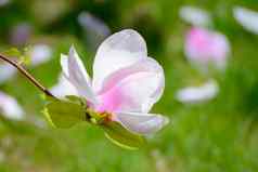 美丽的粉红色的木兰花绿色背景春天花图像
