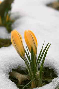 番红花属花雪