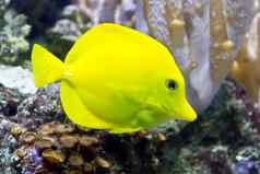 黄色的斑马瘤水族馆