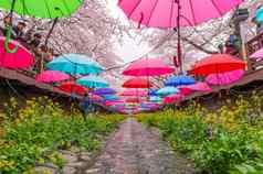 镇海gunhangje节日最大樱桃开花节日韩国