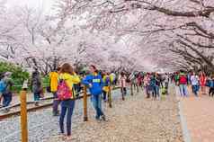 镇海gunhangje节日最大樱桃开花节日韩国