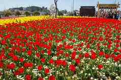 daebudo郁金香节日最大郁金香节日韩国