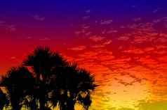 棕榈树日落金蓝色的天空背光
