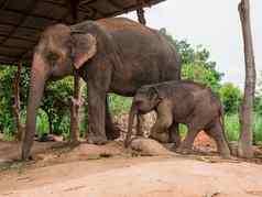 妈妈。大象婴儿大象村泰国