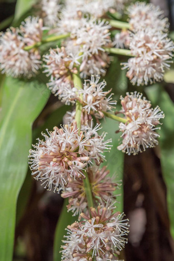 花<strong>龙</strong>血树属植物桂花开花