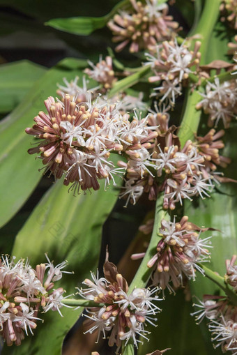 花<strong>龙</strong>血树属植物桂花开花