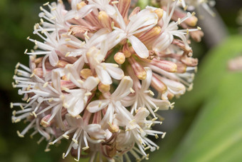 关闭花<strong>龙</strong>血树属植物桂花开花