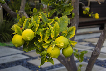 柠檬成熟的柠檬挂柠檬树日益增长的柠檬