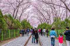 镇海gunhangje节日最大樱桃开花节日韩国