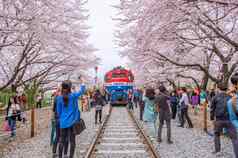 镇海gunhangje节日最大樱桃开花节日韩国