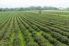 绿色茶农场