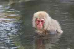 猴子享受温泉日本