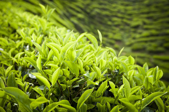 卡梅隆高地茶种植园景观