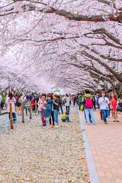 镇海gunhangje节日最大樱桃开花节日韩国