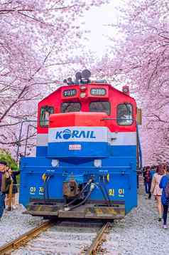 镇海gunhangje节日最大樱桃开花节日韩国