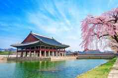 Gyeongbokgung宫樱桃开花春天南韩国