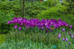 色彩斑斓的紫罗兰色的紫色的郁金香库肯霍夫公园丽丝荷兰