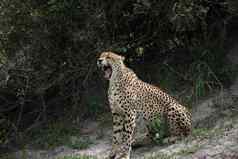 猎豹博茨瓦纳非洲萨凡纳野生动物图片
