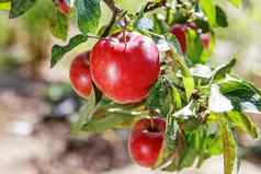 成熟的甜蜜的苹果水果日益增长的苹果树分支